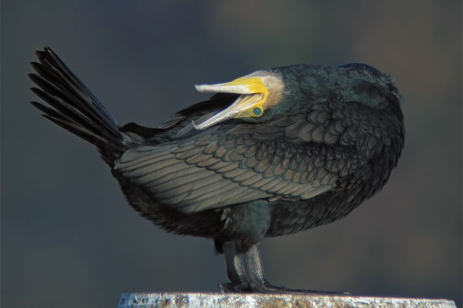 Kormoran 1/3