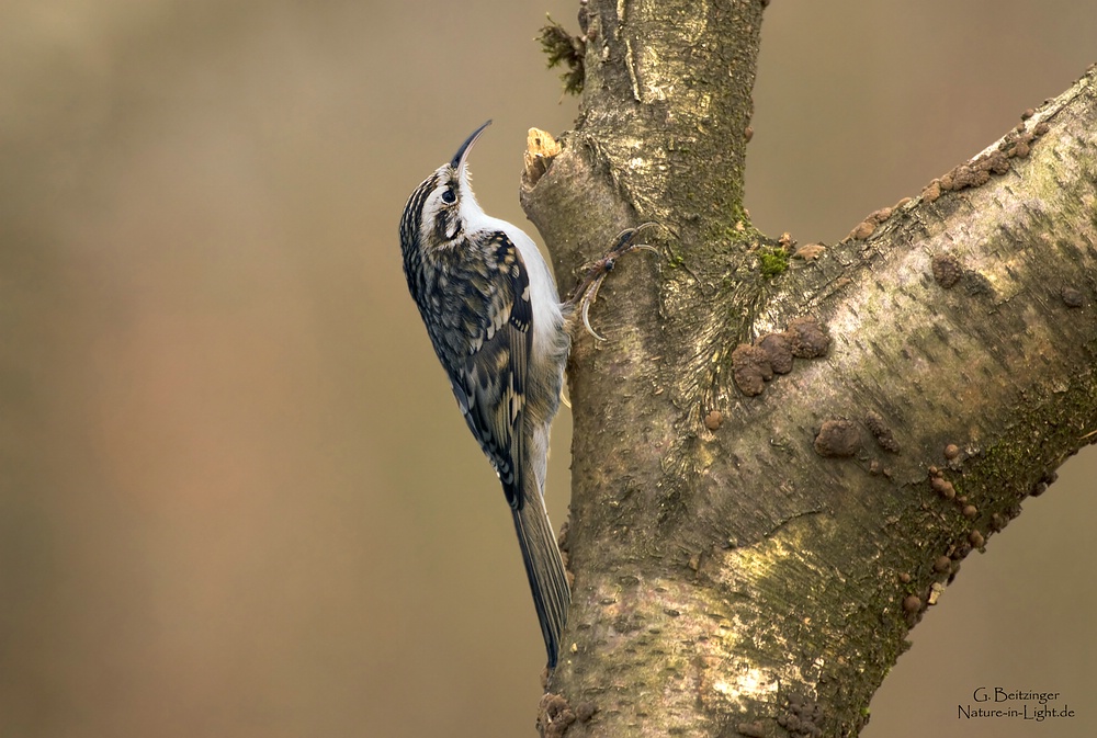 Gartenbaumläufer (Certhia brachydactyla)