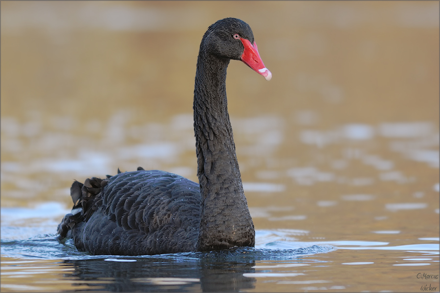Cygnus atratus