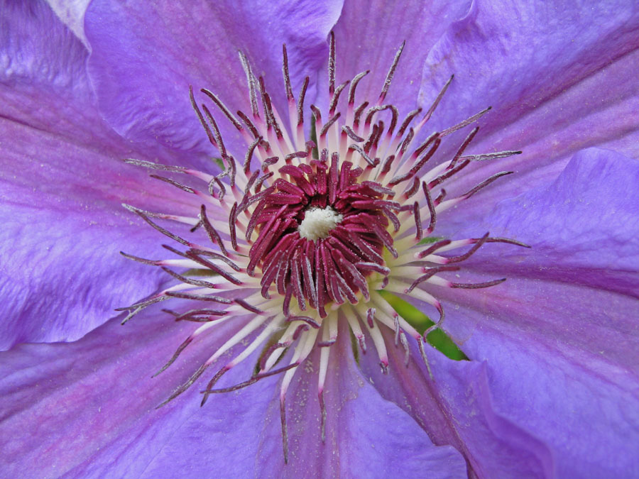 Clematisblüte