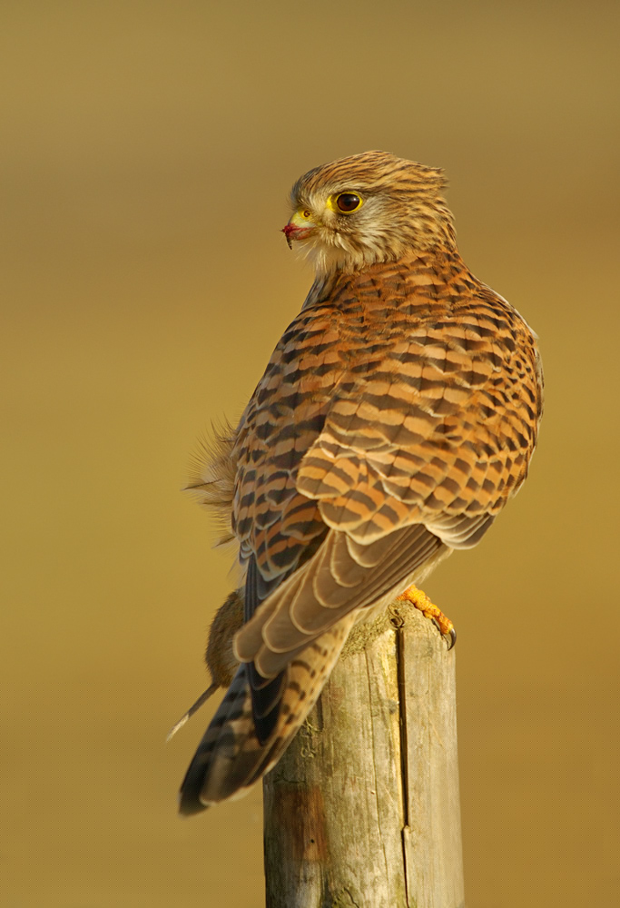 Noch ein Turmfalke