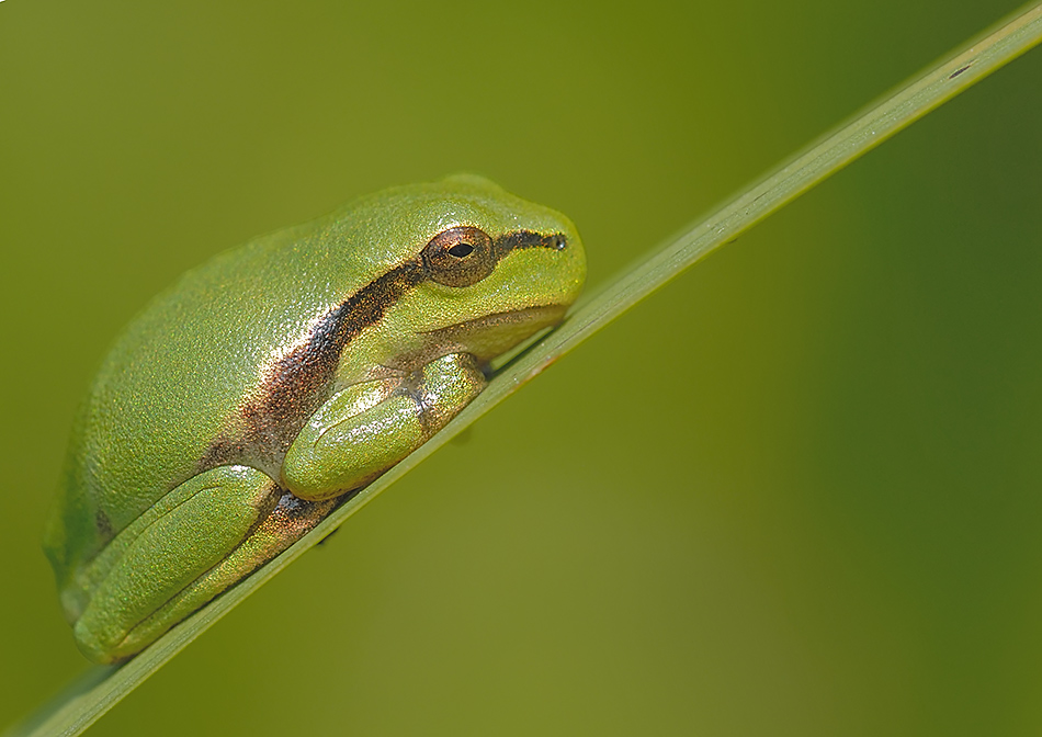 Junger Laubfrosch (5)