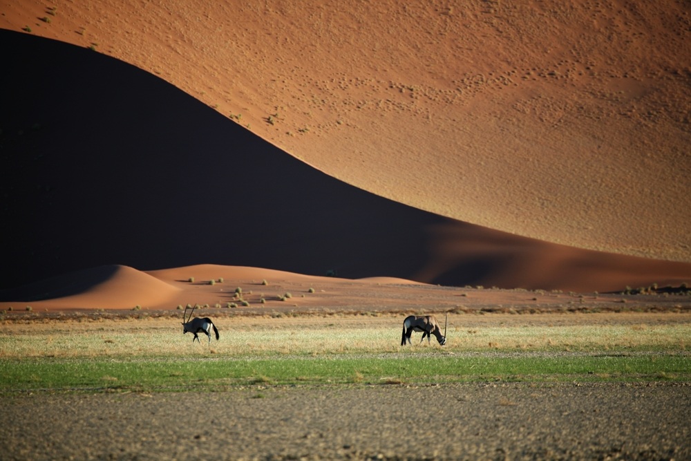 Oryx vor Düne
