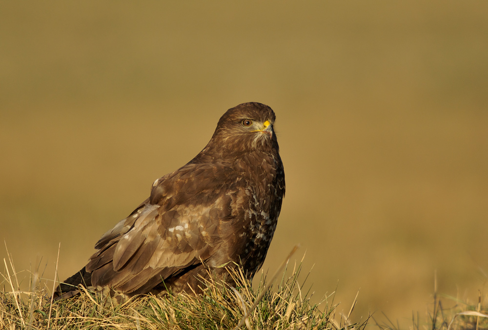 Bussard