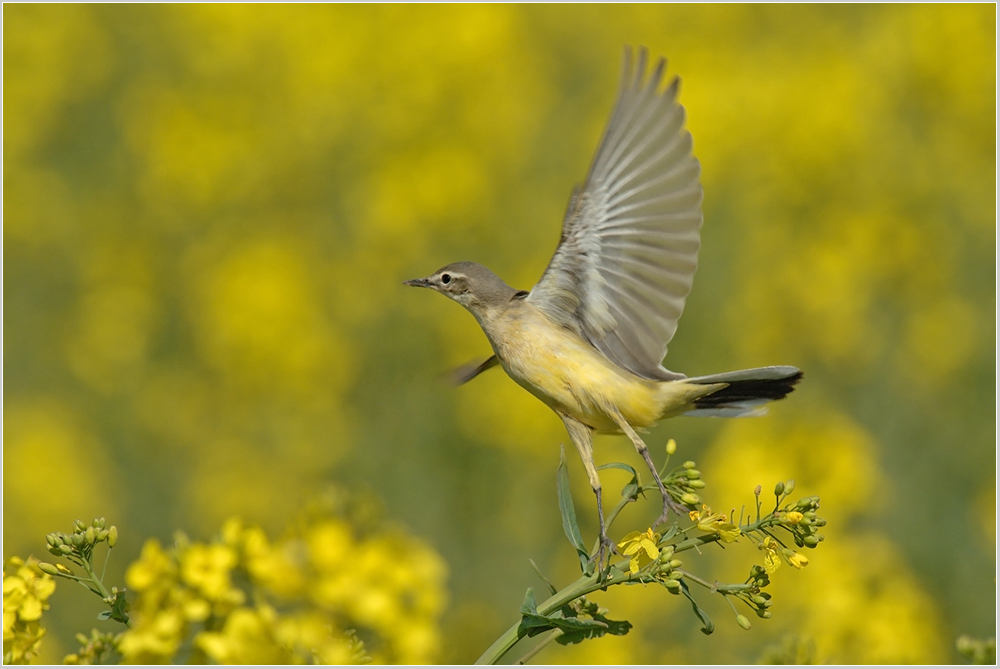 Schafstelze im Abflug