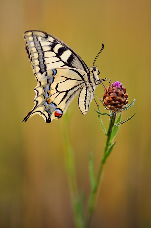 Papilio machaon 2008 II