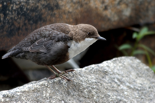 Wasseramsel