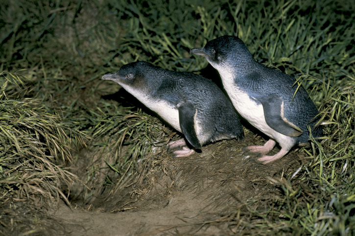 Kleine blaue Schlümpfe - Zwergpinguine NZ