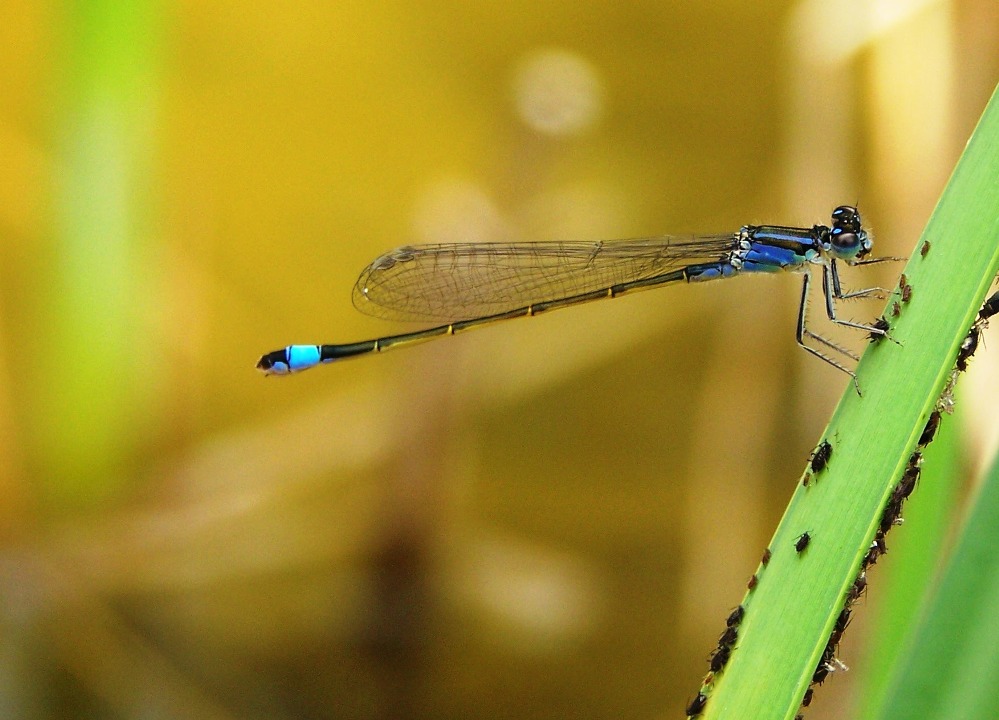 Große Pechlibelle (Ischnura elegans)