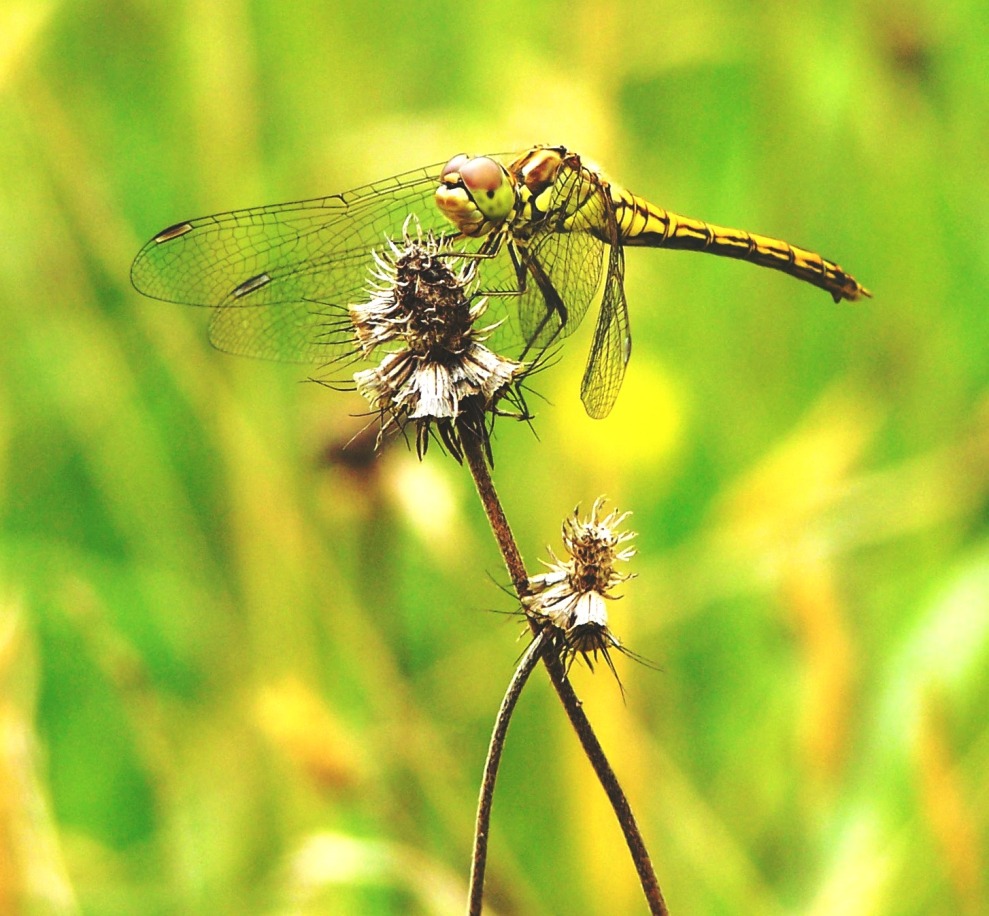 Große Heidelibelle (Sympetrum striolatum)