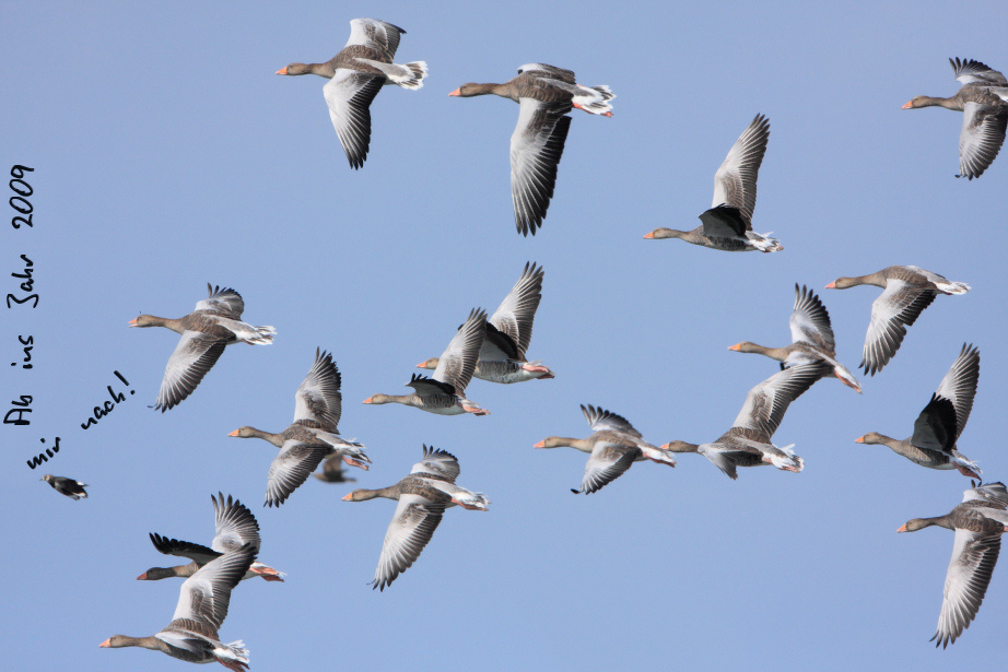 Guten Flug ins Jahr 2009