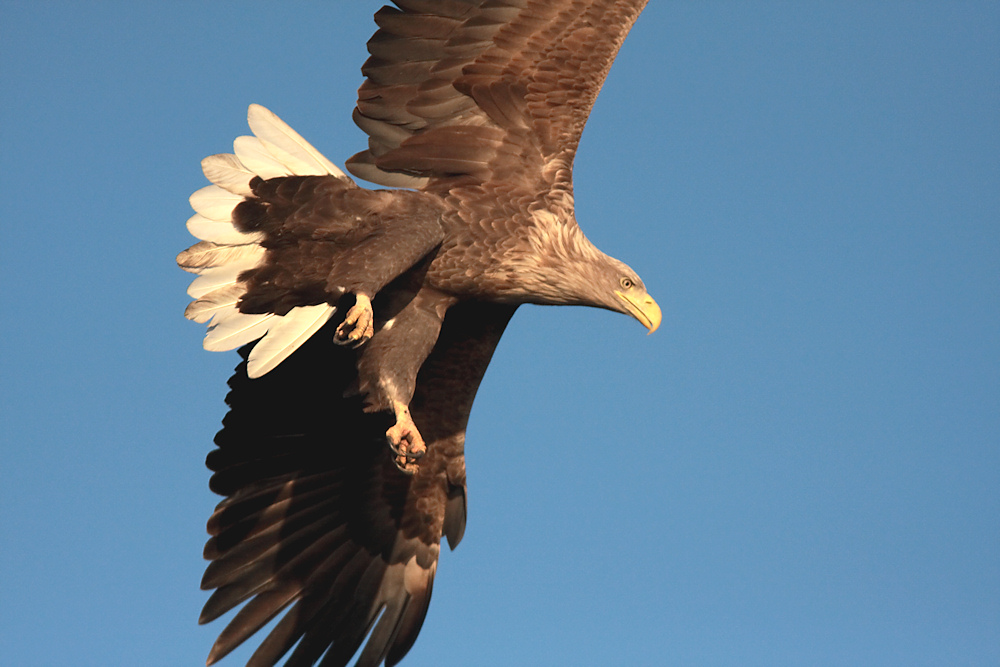 Ein Adler rauscht vorbei