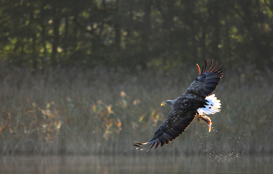 Abflug mit Beute