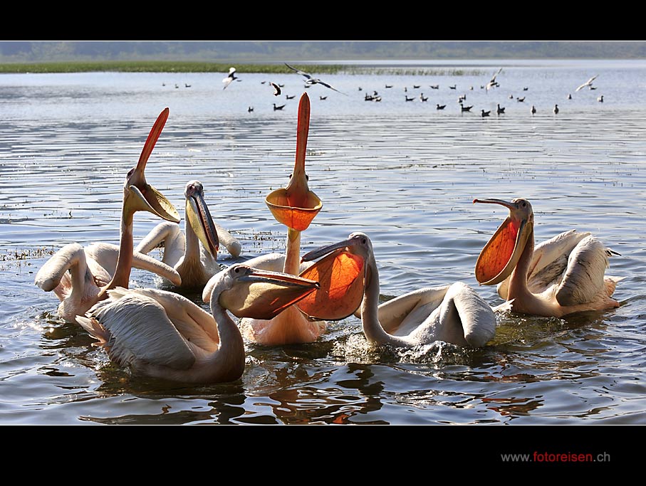 Pelikane in Äthiopien