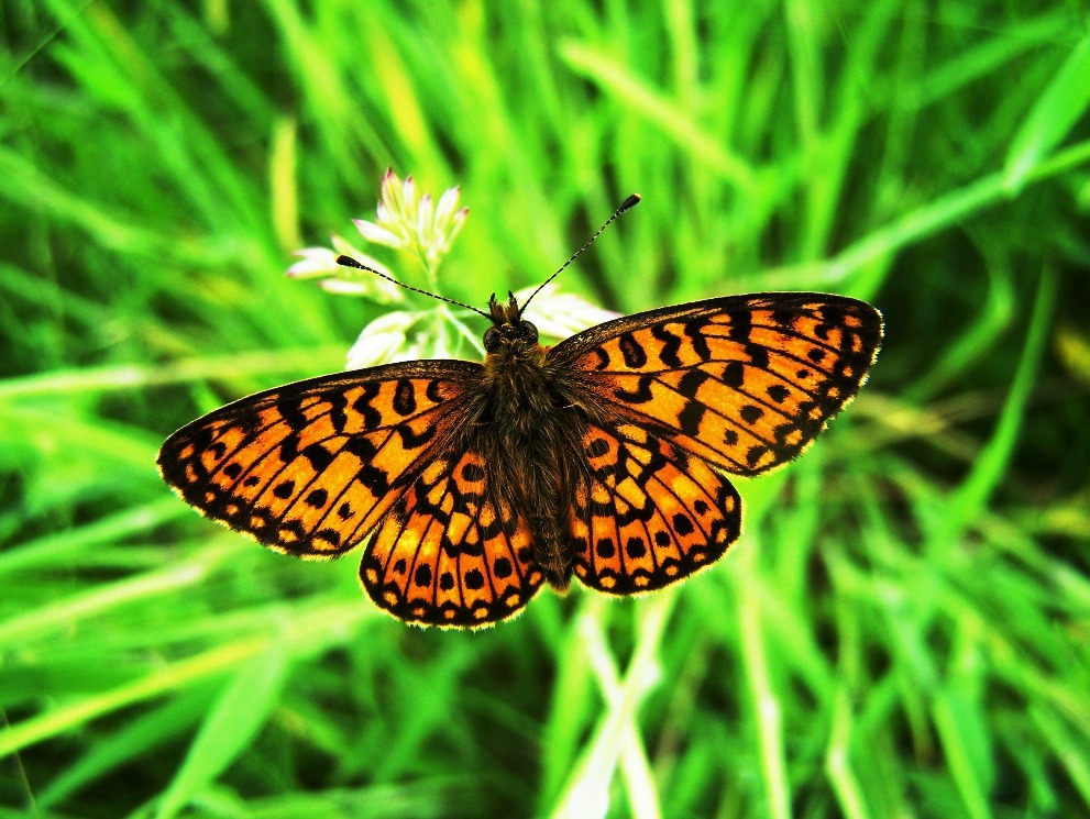 Boloria selene (Braunfleckiger Perlmutterfalter)