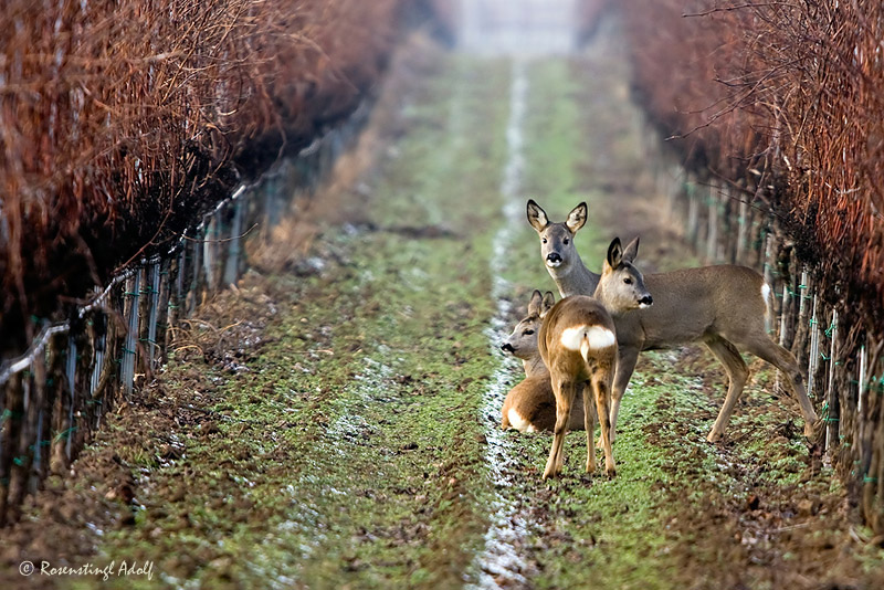 Eiswein, oder Rehe im Weingarten.