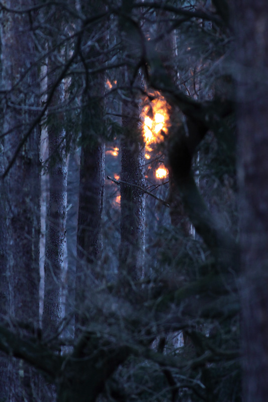 Sonnenuntergang im Winterwald