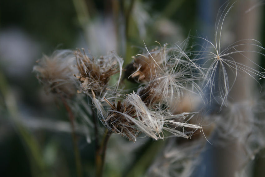 Herbst