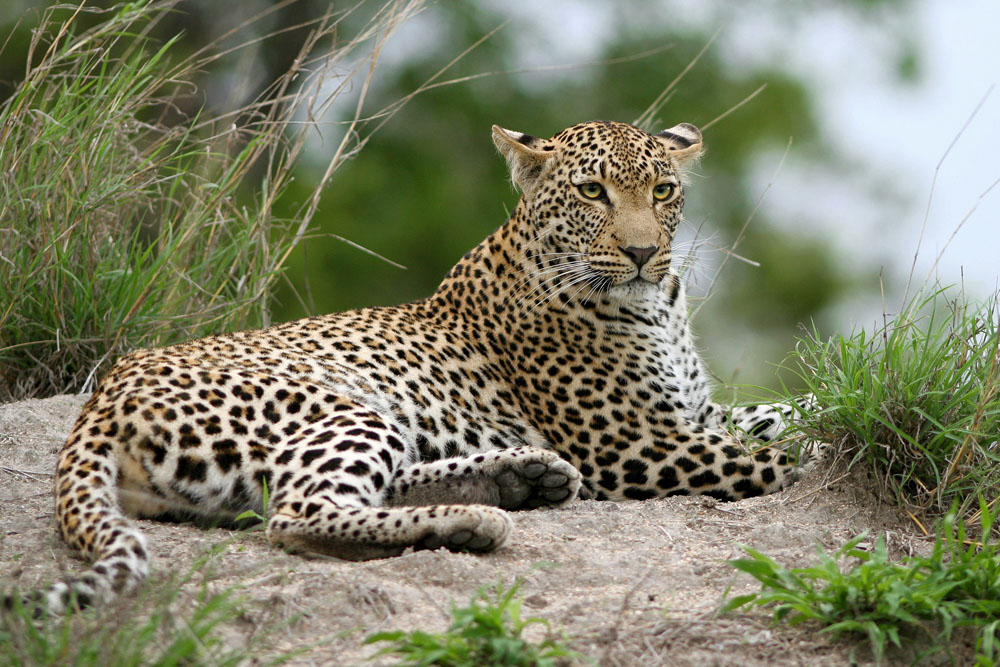 Leopardenweibchen