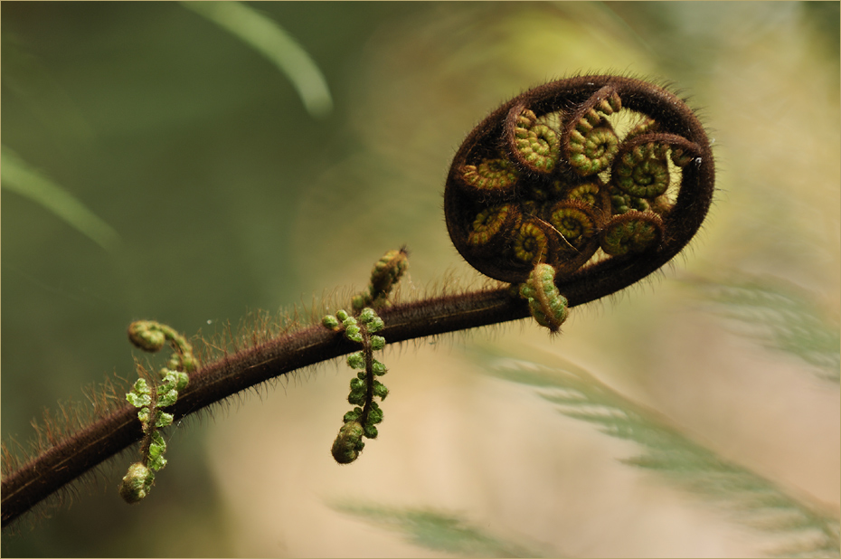 Fern Tree