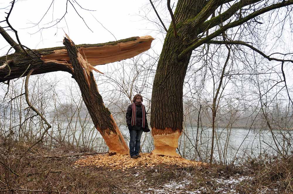 Biberbaum (er wird auch noch fallen)