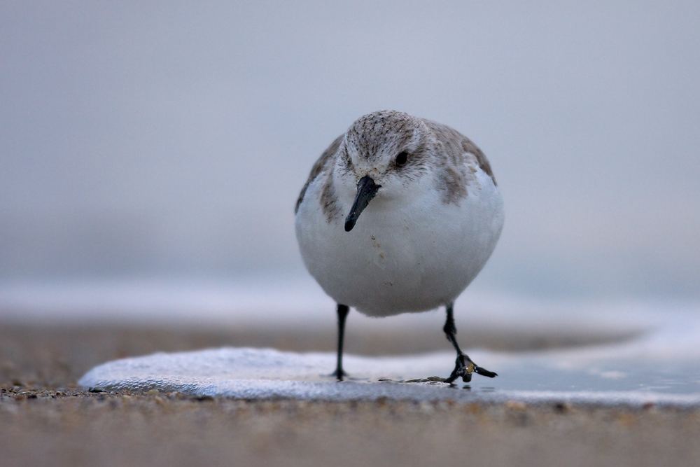 Helgoland I