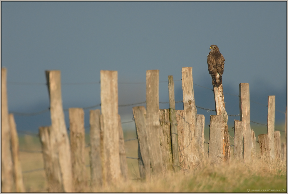 Kulturfolger... Mäusebussard *Buteo buteo*