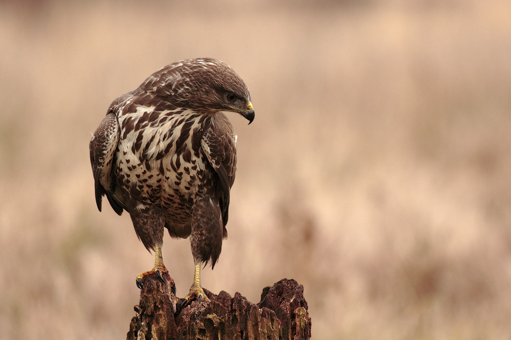 Mäusebussard,Buteo buteo