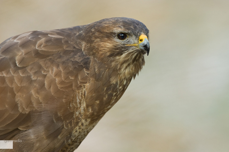 Mäusebussard