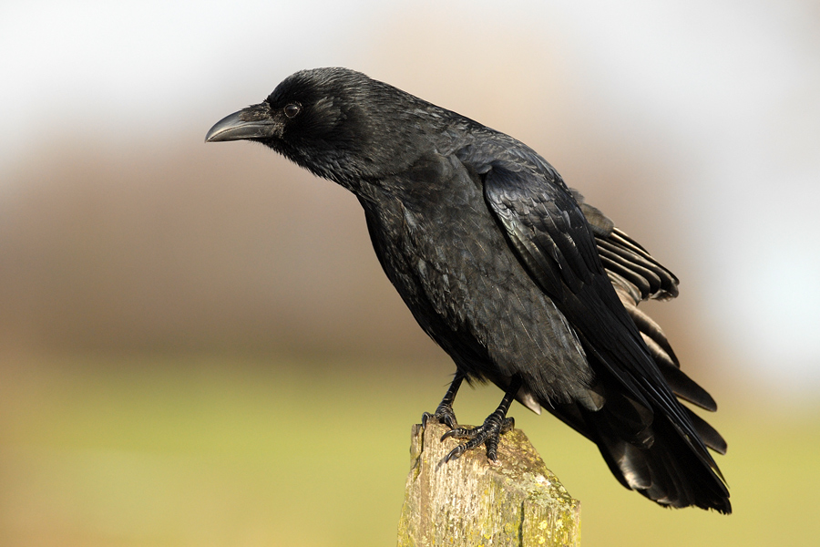 Der Platz vom Bussard...