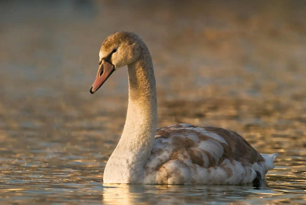 Junger Höckerschwan