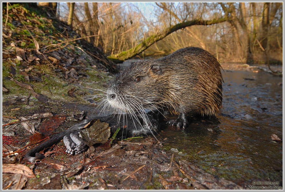 Dramatisches bei den Nutria (Myocastor coypus)