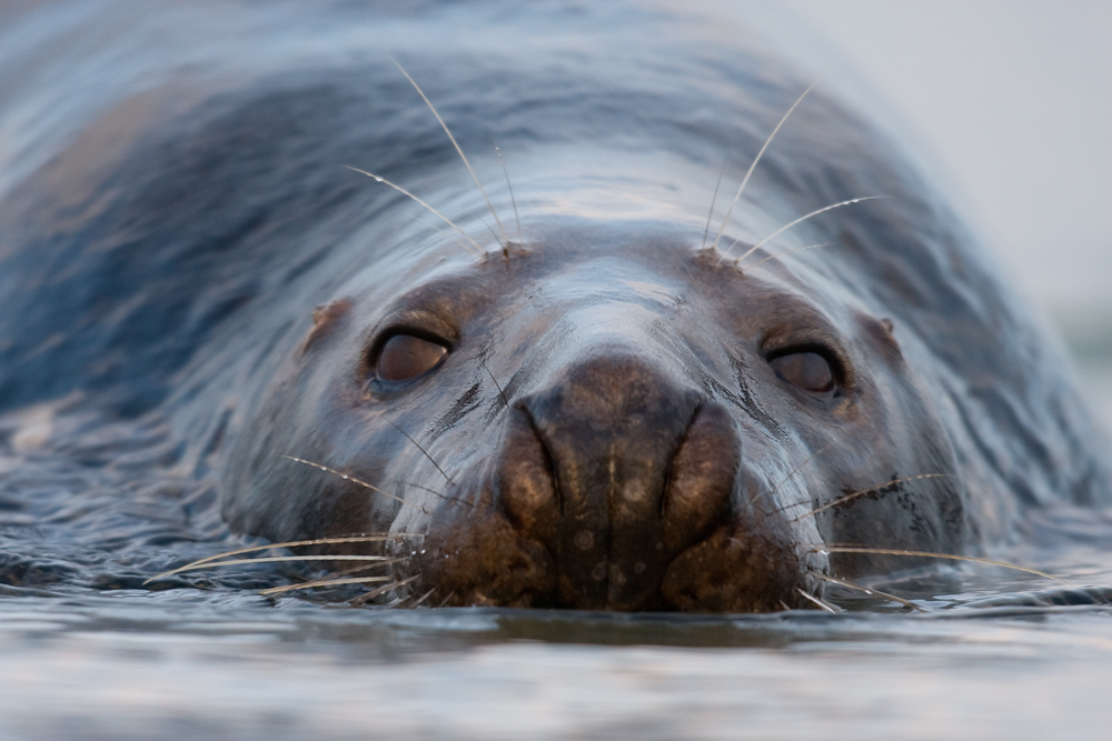 Helgoland II