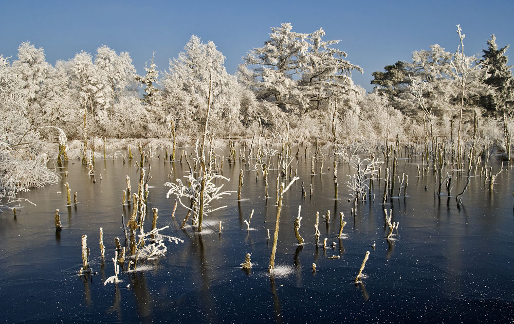 Frost im Großen Moor bei Vechta