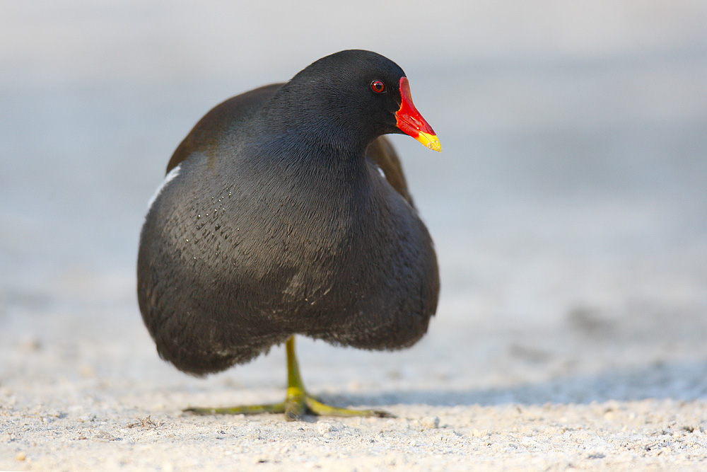 Teichhuhn