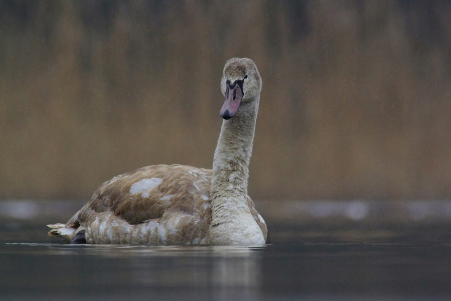 Nur ein Höckerschwan …