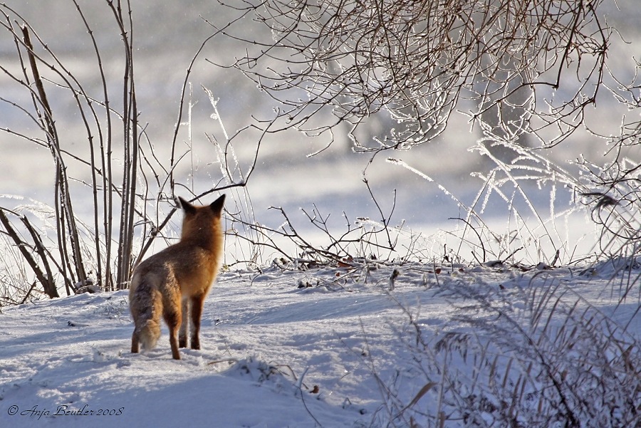 Blick in die Winterlandschaft