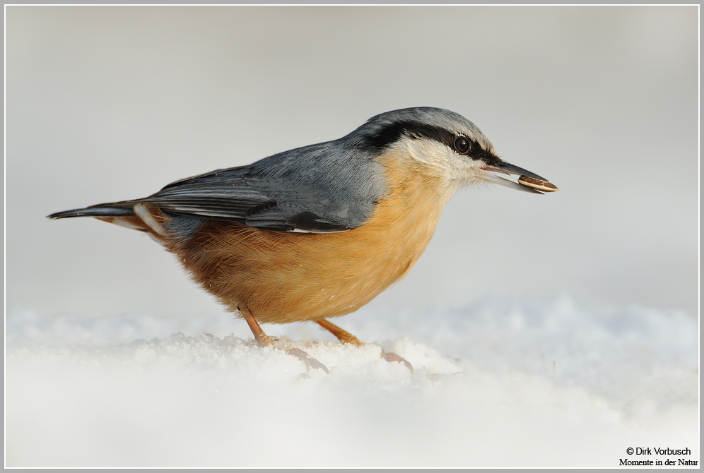 Kleiber (Sitta europaea)