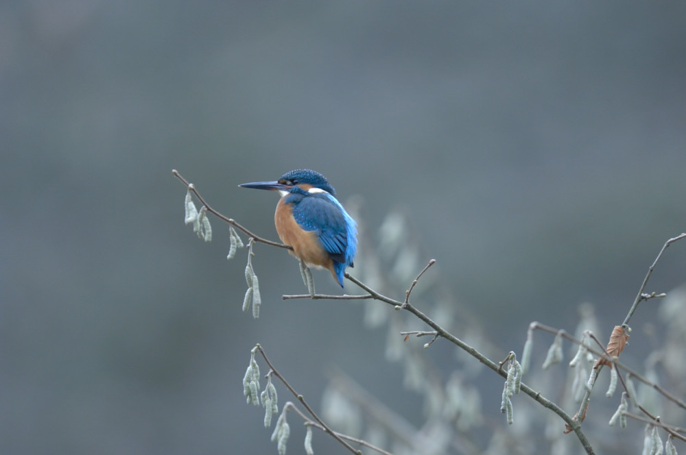Eisvogel