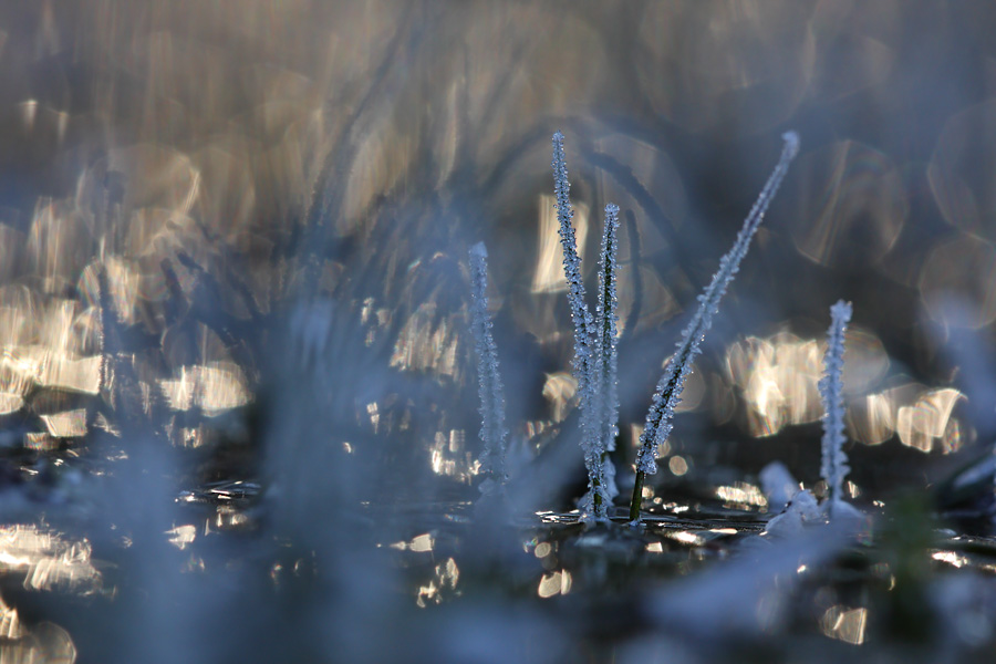 Bühne der Eislichter