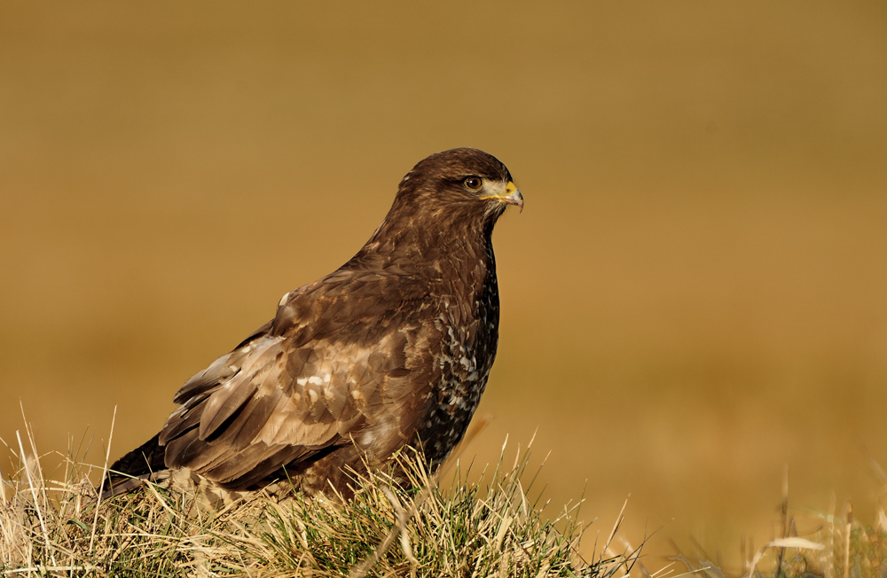 Bussard in der Wintersonne