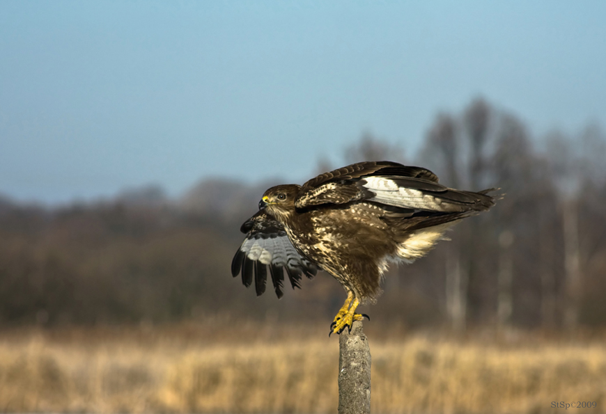 Mäusebussard