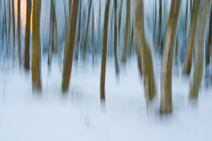 Abendsonne im Winterwald