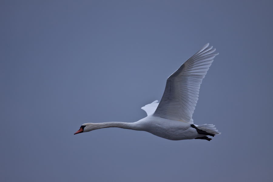 Höckerschwan (Cygnus olor) im Flug 1