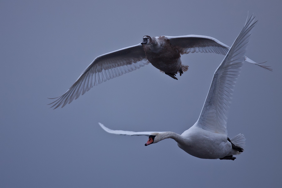 Zwei Höckerschwäne (Cygnus olor) im Flug (2)