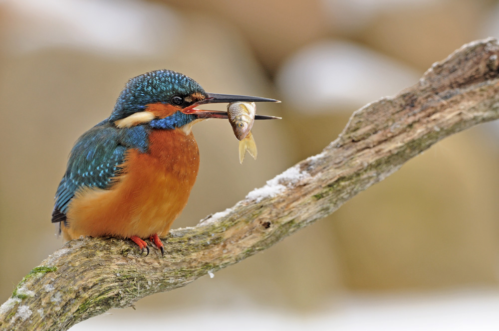 Eisvogel