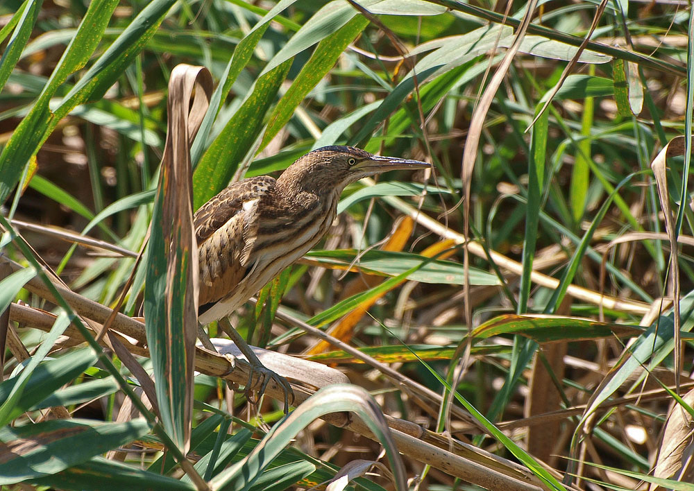 Zwergrohrdommel Junior