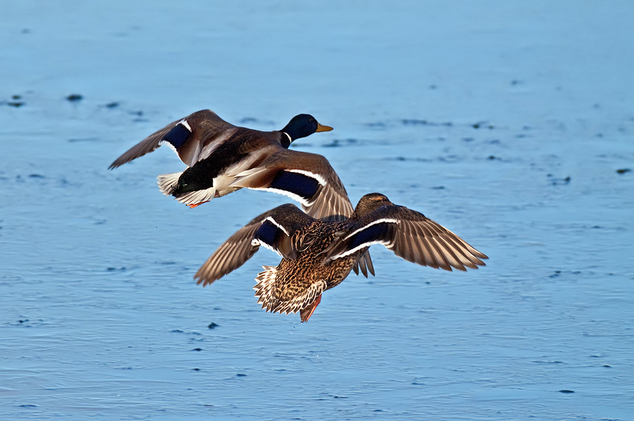 Stockenten (Anas platyrhynchos) im Flug