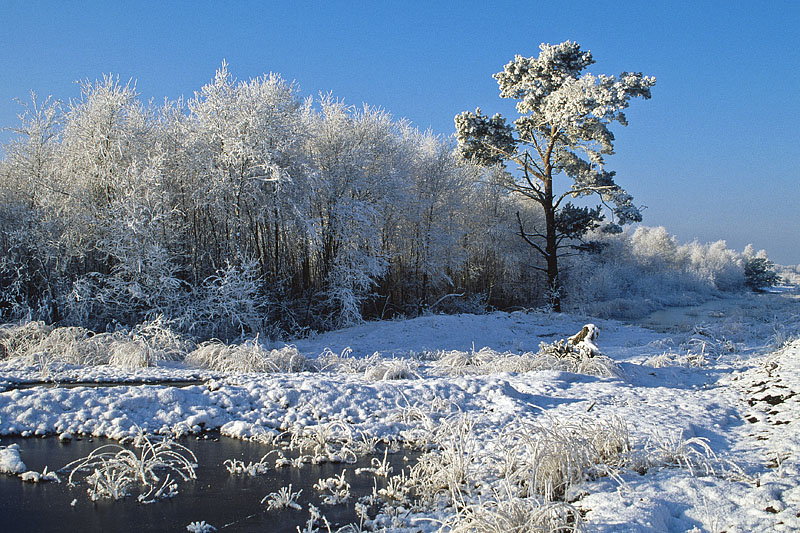 Frostiger Baum im Moor