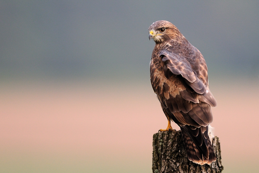 Mäusebussard